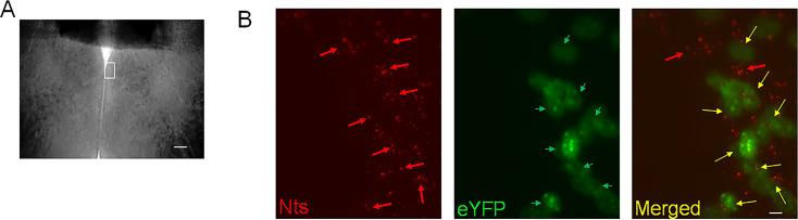 https://cdn.ncbi.nlm.nih.gov/pmc/blobs/2844/11361704/e789879ea8ca/elife-98677-fig9.jpg