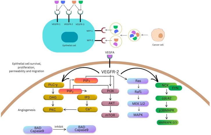https://cdn.ncbi.nlm.nih.gov/pmc/blobs/2850/11508987/ab5610b63045/ijms-25-11235-g002.jpg