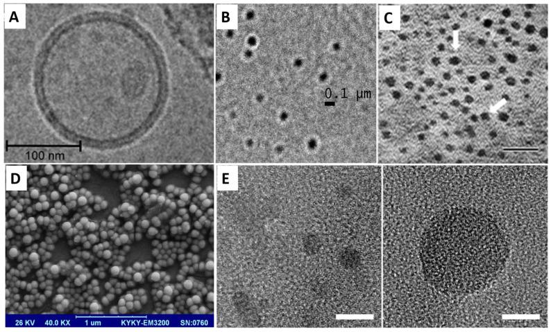 https://cdn.ncbi.nlm.nih.gov/pmc/blobs/2850/11508987/c30ddc92432e/ijms-25-11235-g005.jpg