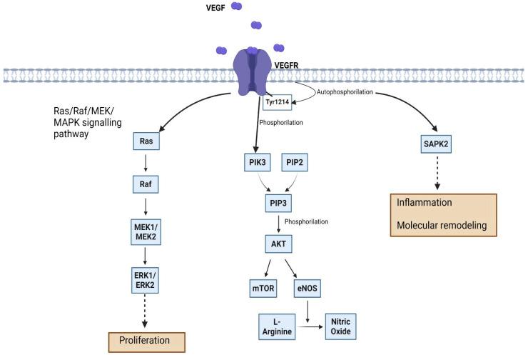 https://cdn.ncbi.nlm.nih.gov/pmc/blobs/2850/11508987/d46ef78421d2/ijms-25-11235-g003.jpg