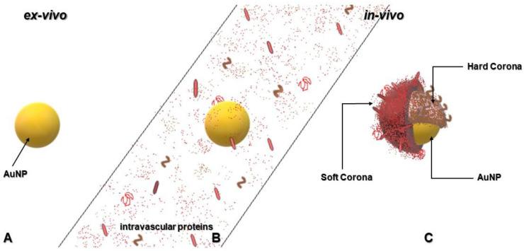 https://cdn.ncbi.nlm.nih.gov/pmc/blobs/2850/7407821/bacb41af0616/pharmaceutics-12-00632-g002.jpg
