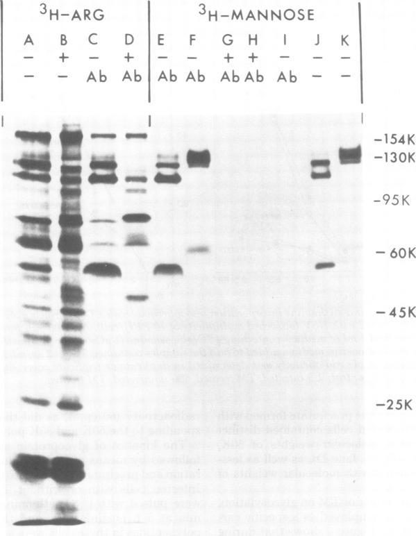 https://cdn.ncbi.nlm.nih.gov/pmc/blobs/2854/288680/3bf99b9f40d6/jvirol00172-0154-a.jpg