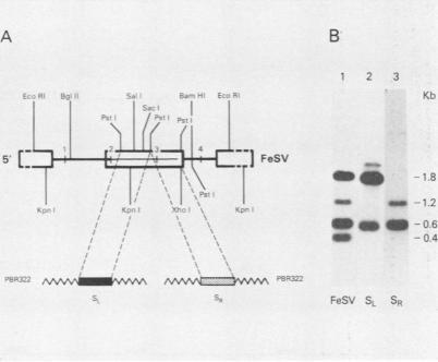 https://cdn.ncbi.nlm.nih.gov/pmc/blobs/2856/369889/7be4cc3316bf/molcellb00120-0143-b.jpg