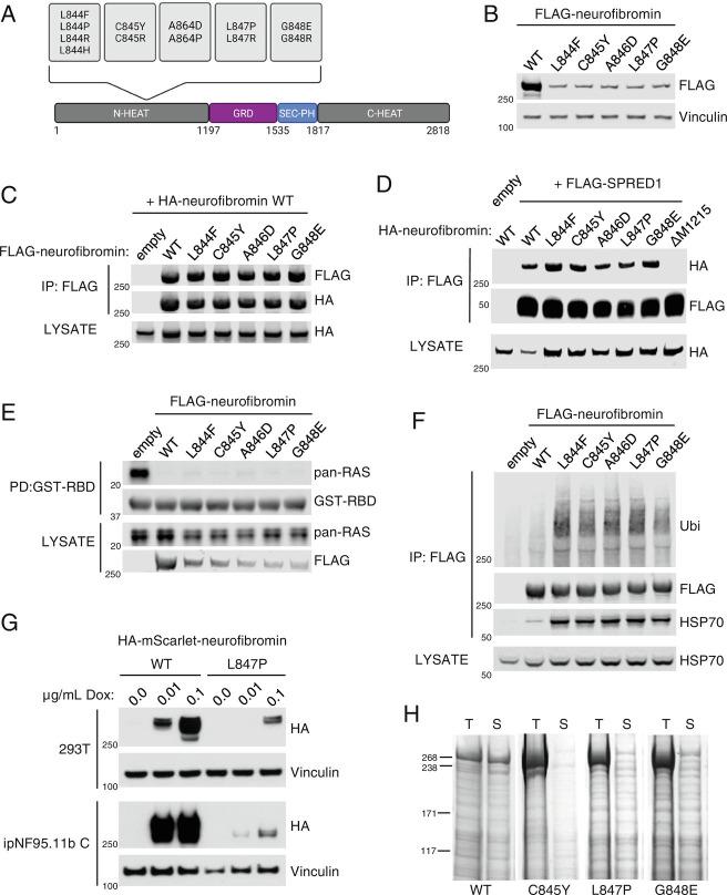 https://cdn.ncbi.nlm.nih.gov/pmc/blobs/2856/9945959/6b93274fcb33/pnas.2208960120fig01.jpg
