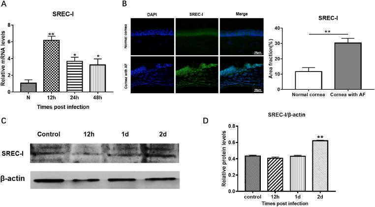https://cdn.ncbi.nlm.nih.gov/pmc/blobs/285a/8267217/173ec60c7e5c/iovs-62-9-12-f003.jpg