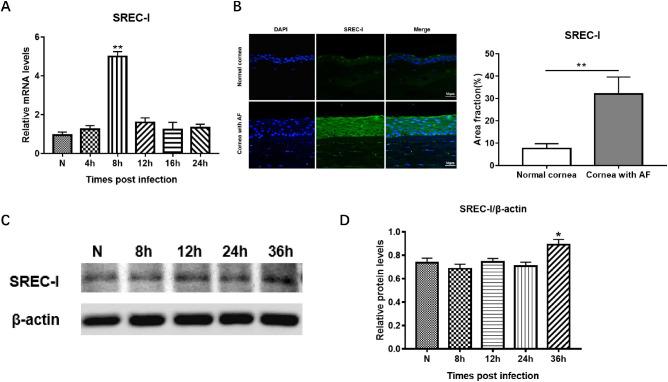 https://cdn.ncbi.nlm.nih.gov/pmc/blobs/285a/8267217/3cc912eb0a07/iovs-62-9-12-f001.jpg