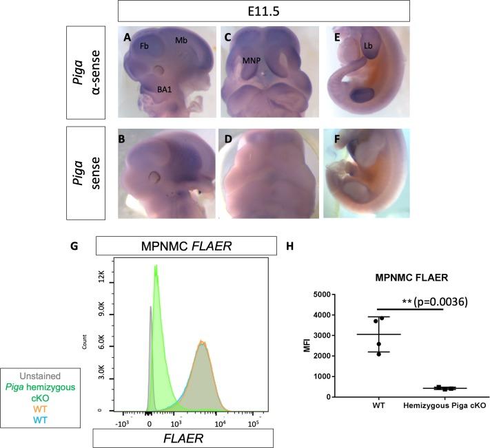 https://cdn.ncbi.nlm.nih.gov/pmc/blobs/285d/6611694/7b64ea56cb51/elife-45248-fig8.jpg