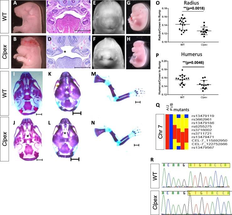 https://cdn.ncbi.nlm.nih.gov/pmc/blobs/285d/6611694/e29673cda754/elife-45248-fig1.jpg