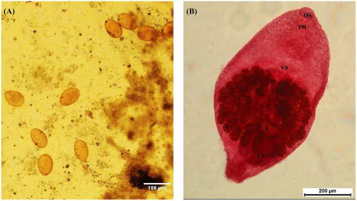 https://cdn.ncbi.nlm.nih.gov/pmc/blobs/2860/9516004/169be9f0b22f/fvets-09-974698-g0001.jpg