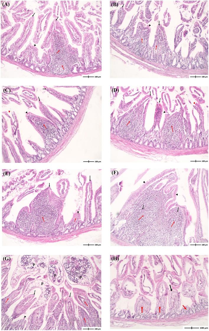 https://cdn.ncbi.nlm.nih.gov/pmc/blobs/2860/9516004/b63a7139d1f5/fvets-09-974698-g0004.jpg