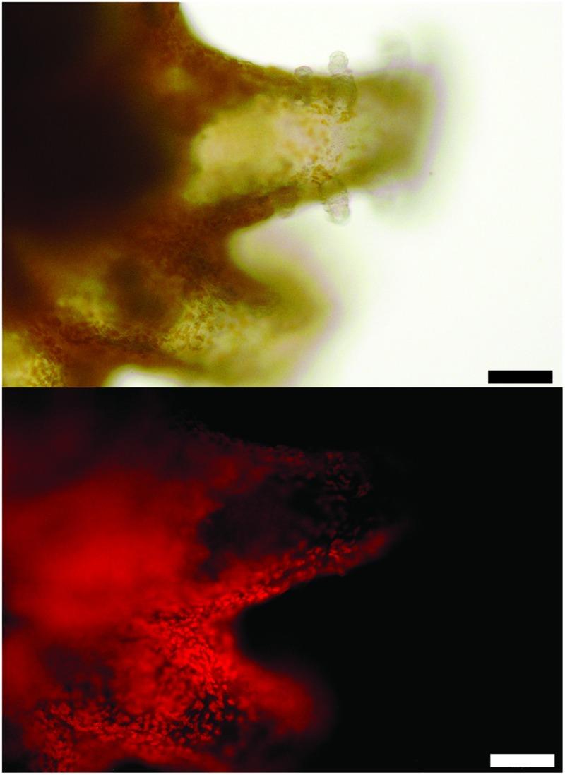 https://cdn.ncbi.nlm.nih.gov/pmc/blobs/2865/4914490/42d31d580af6/fmicb-07-00917-g006.jpg