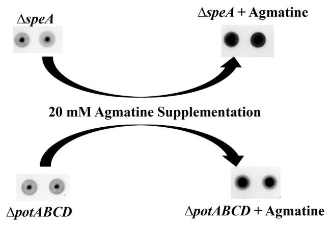 https://cdn.ncbi.nlm.nih.gov/pmc/blobs/2866/7531197/998692c6c485/fmicb-11-578533-g005.jpg