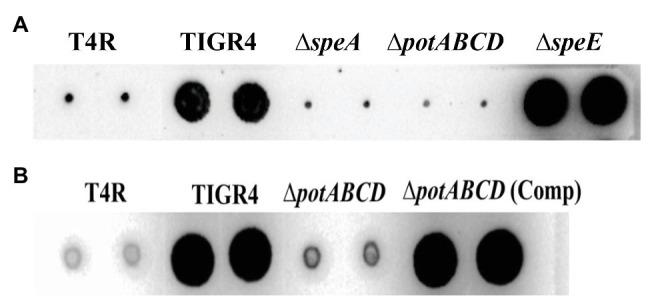 https://cdn.ncbi.nlm.nih.gov/pmc/blobs/2866/7531197/bea64f6f86d6/fmicb-11-578533-g002.jpg
