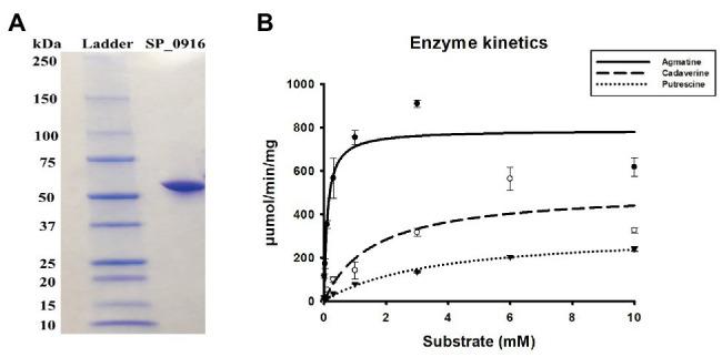 https://cdn.ncbi.nlm.nih.gov/pmc/blobs/2866/7531197/dbcf5605196d/fmicb-11-578533-g001.jpg