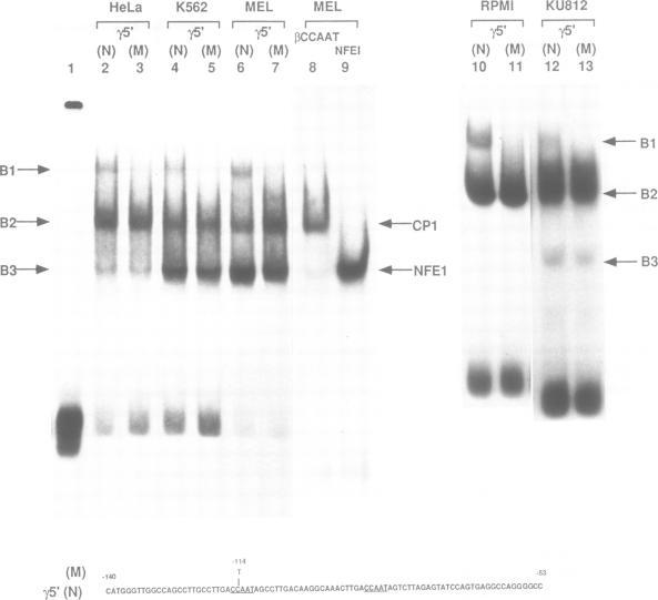 https://cdn.ncbi.nlm.nih.gov/pmc/blobs/2867/332148/51e5214bfaa2/nar00201-0253-a.jpg