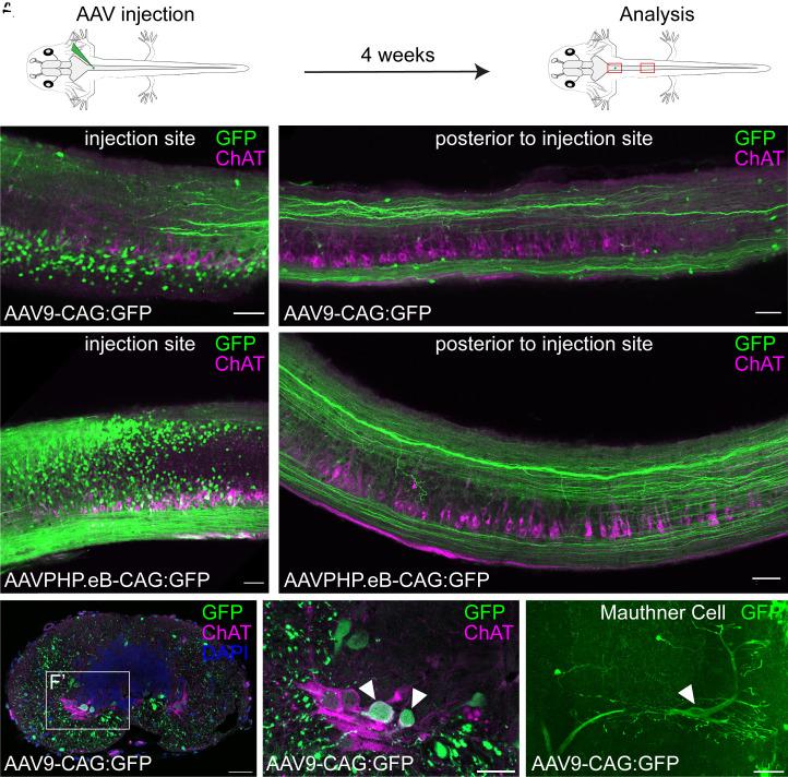 https://cdn.ncbi.nlm.nih.gov/pmc/blobs/286a/11912378/02390be1baa9/pnas.2421373122fig03.jpg