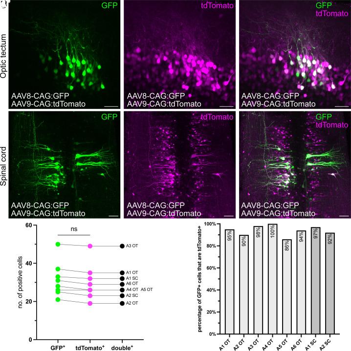 https://cdn.ncbi.nlm.nih.gov/pmc/blobs/286a/11912378/e173b7c7b3ca/pnas.2421373122fig05.jpg