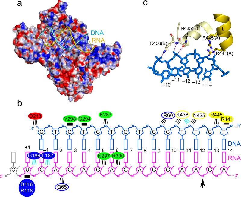 https://cdn.ncbi.nlm.nih.gov/pmc/blobs/286b/6321743/c028ff694397/nihms-566381-f0003.jpg