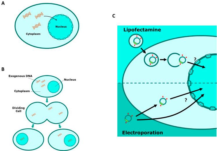 https://cdn.ncbi.nlm.nih.gov/pmc/blobs/286f/11969153/27ecc5161b3e/fbioe-13-1466671-g001.jpg