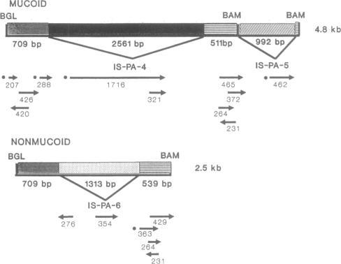 https://cdn.ncbi.nlm.nih.gov/pmc/blobs/286f/205090/dd5a239e9f3d/jbacter00021-0022-a.jpg