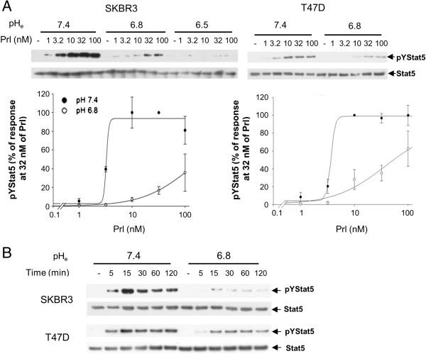 https://cdn.ncbi.nlm.nih.gov/pmc/blobs/2875/3978581/41eb68cee69c/bcr3467-3.jpg
