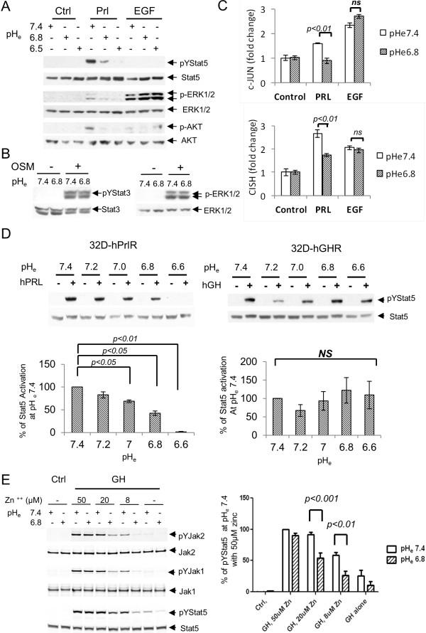 https://cdn.ncbi.nlm.nih.gov/pmc/blobs/2875/3978581/68095d819740/bcr3467-4.jpg