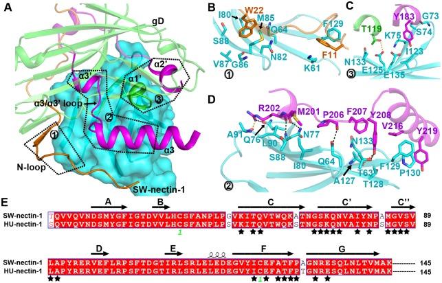 https://cdn.ncbi.nlm.nih.gov/pmc/blobs/2875/5453625/2e1c2ab948d4/ppat.1006314.g005.jpg
