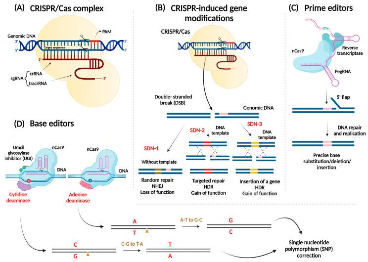 https://cdn.ncbi.nlm.nih.gov/pmc/blobs/2875/9958682/97addf2e2591/viruses-15-00531-g001.jpg