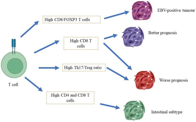 https://cdn.ncbi.nlm.nih.gov/pmc/blobs/2876/9406374/0d1e3568e0b6/cancers-14-03922-g001.jpg