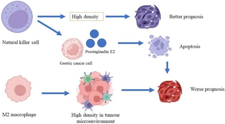 https://cdn.ncbi.nlm.nih.gov/pmc/blobs/2876/9406374/953db9a5e3e7/cancers-14-03922-g002.jpg