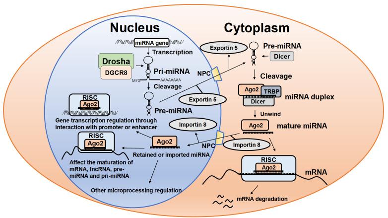 https://cdn.ncbi.nlm.nih.gov/pmc/blobs/287a/10984876/4329f72ba8b9/abbs-2023-411-t1.jpg