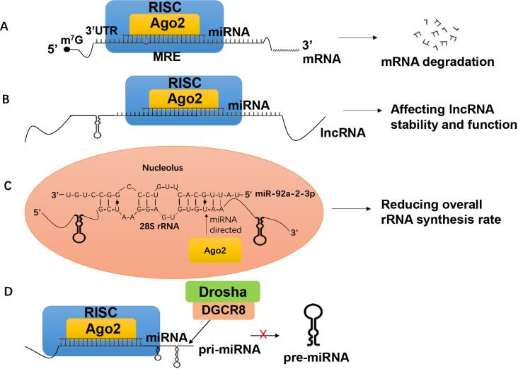 https://cdn.ncbi.nlm.nih.gov/pmc/blobs/287a/10984876/fbf40b3f7c84/abbs-2023-411-t4.jpg