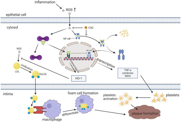 https://cdn.ncbi.nlm.nih.gov/pmc/blobs/287c/12256495/1c63f94ee764/fnut-12-1627868-g006.jpg