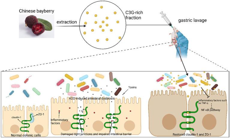 https://cdn.ncbi.nlm.nih.gov/pmc/blobs/287c/12256495/a58bf8c82520/fnut-12-1627868-g004.jpg
