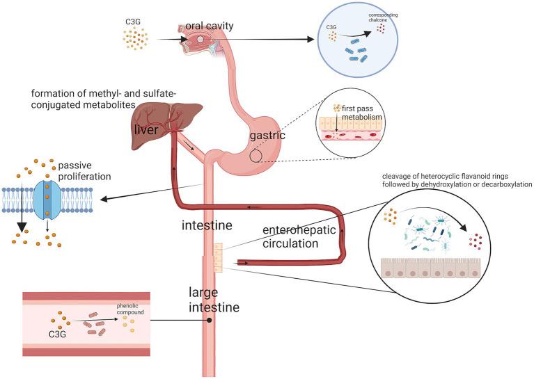 https://cdn.ncbi.nlm.nih.gov/pmc/blobs/287c/12256495/b18a7eef3005/fnut-12-1627868-g002.jpg