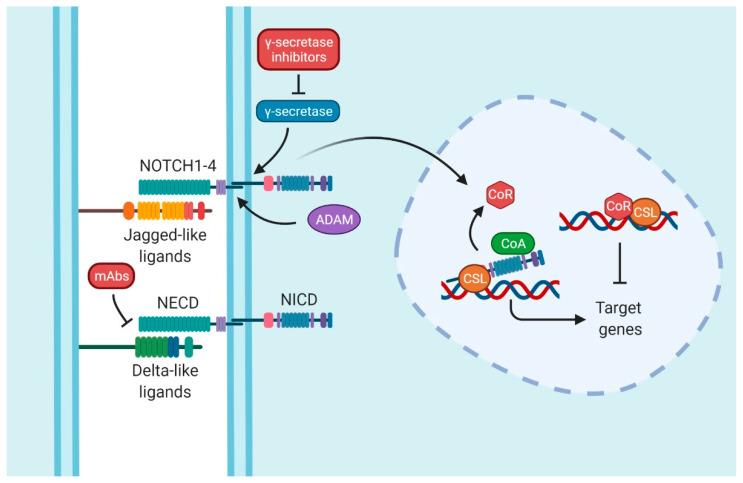 https://cdn.ncbi.nlm.nih.gov/pmc/blobs/287c/8946707/b81f6cee314e/cancers-14-01459-g001.jpg
