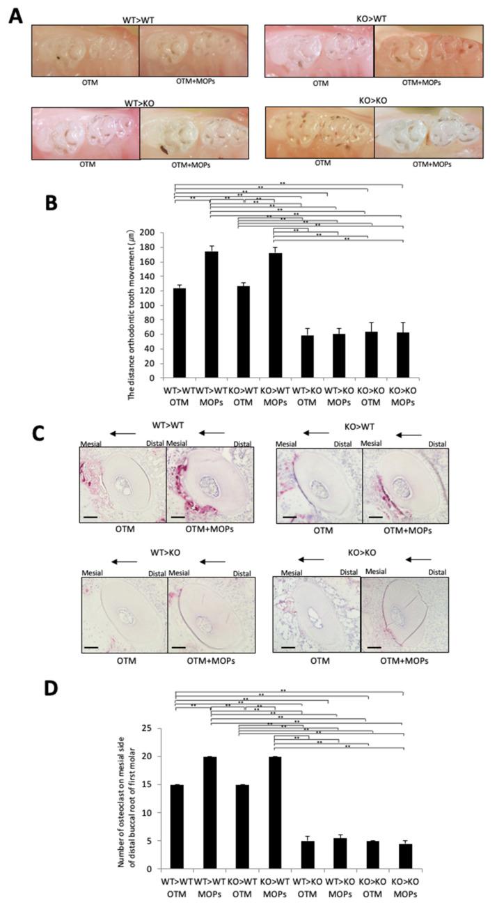 https://cdn.ncbi.nlm.nih.gov/pmc/blobs/2880/8955966/65456cb08f96/ijms-23-02968-g005.jpg