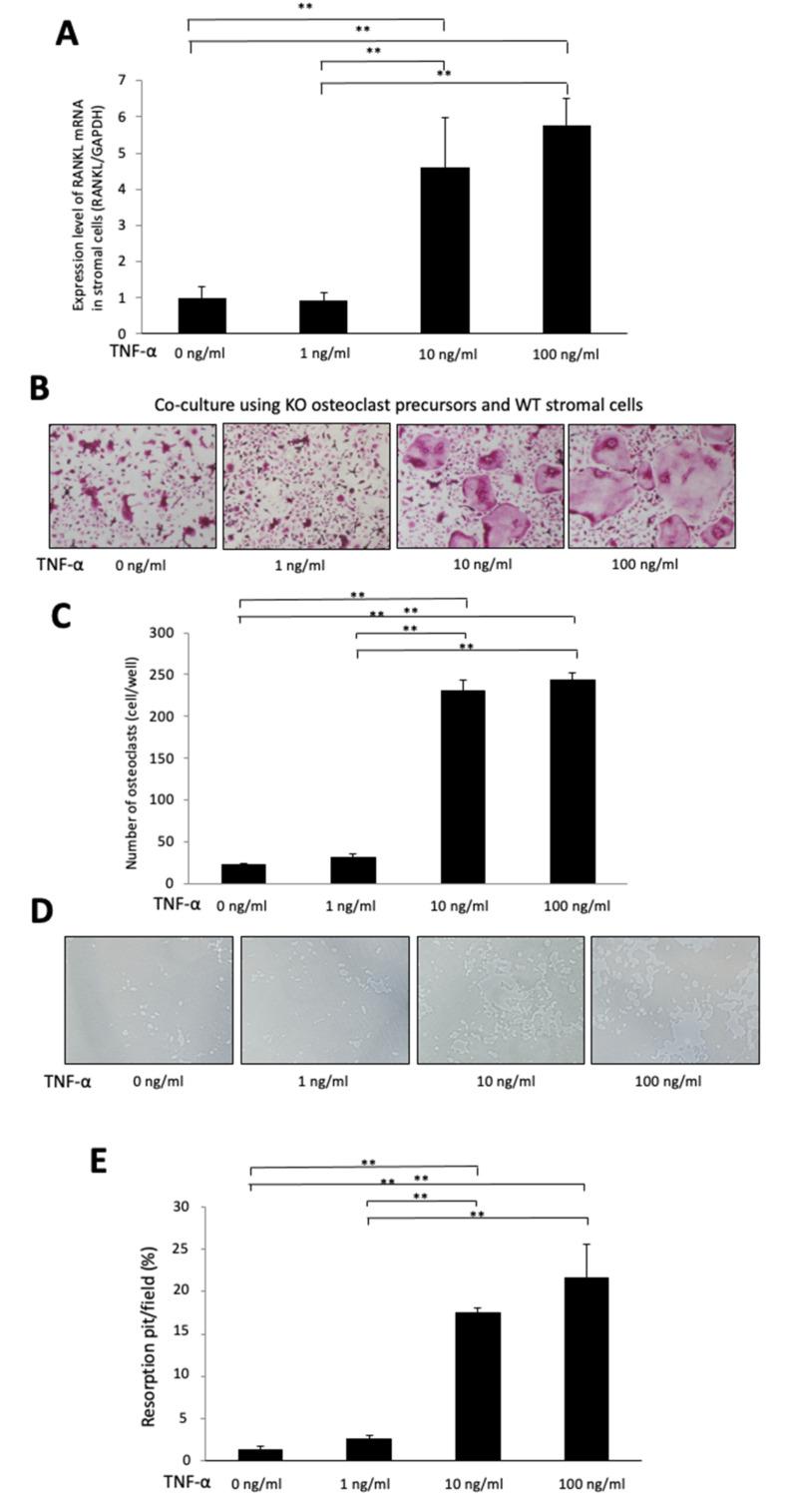 https://cdn.ncbi.nlm.nih.gov/pmc/blobs/2880/8955966/c2a69bf58bf4/ijms-23-02968-g006.jpg