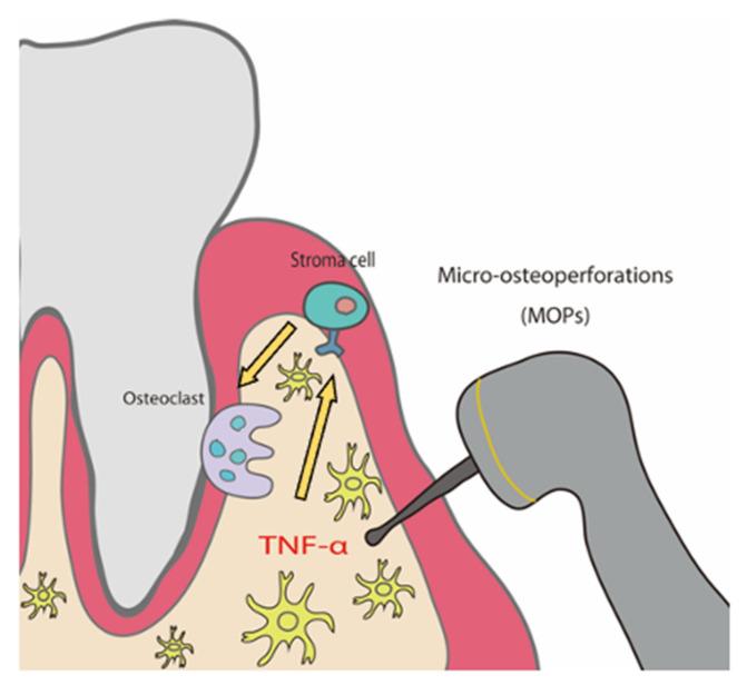 https://cdn.ncbi.nlm.nih.gov/pmc/blobs/2880/8955966/ea093c382b4d/ijms-23-02968-g007.jpg
