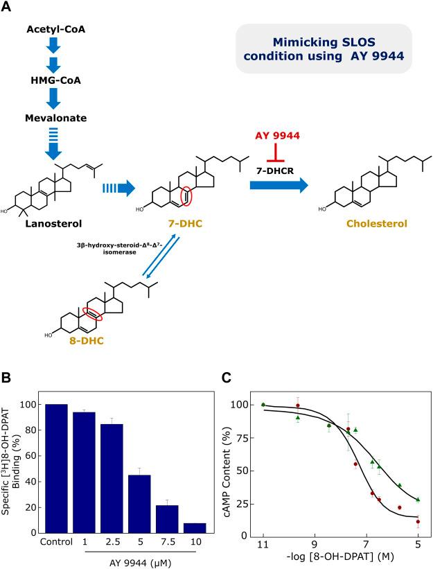 https://cdn.ncbi.nlm.nih.gov/pmc/blobs/2882/9878332/7f2a0993e9f5/fmolb-10-1120373-g004.jpg