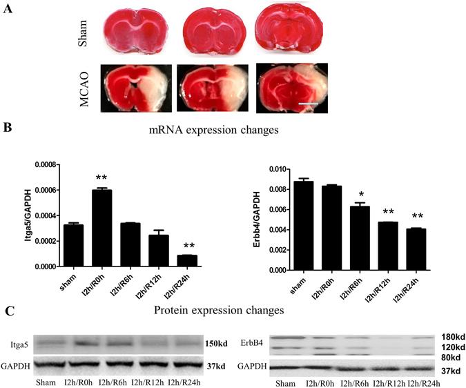https://cdn.ncbi.nlm.nih.gov/pmc/blobs/2885/5517505/56b3c80fea89/41598_2017_5342_Fig5_HTML.jpg