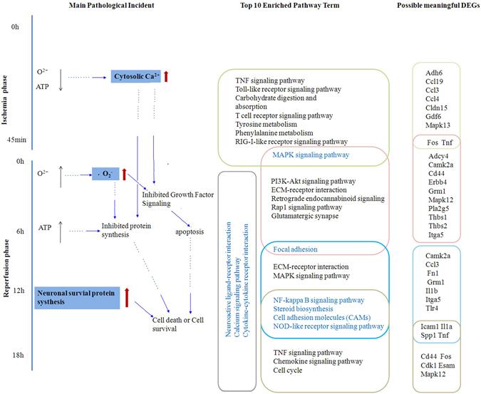 https://cdn.ncbi.nlm.nih.gov/pmc/blobs/2885/5517505/64b497ea99d2/41598_2017_5342_Fig7_HTML.jpg