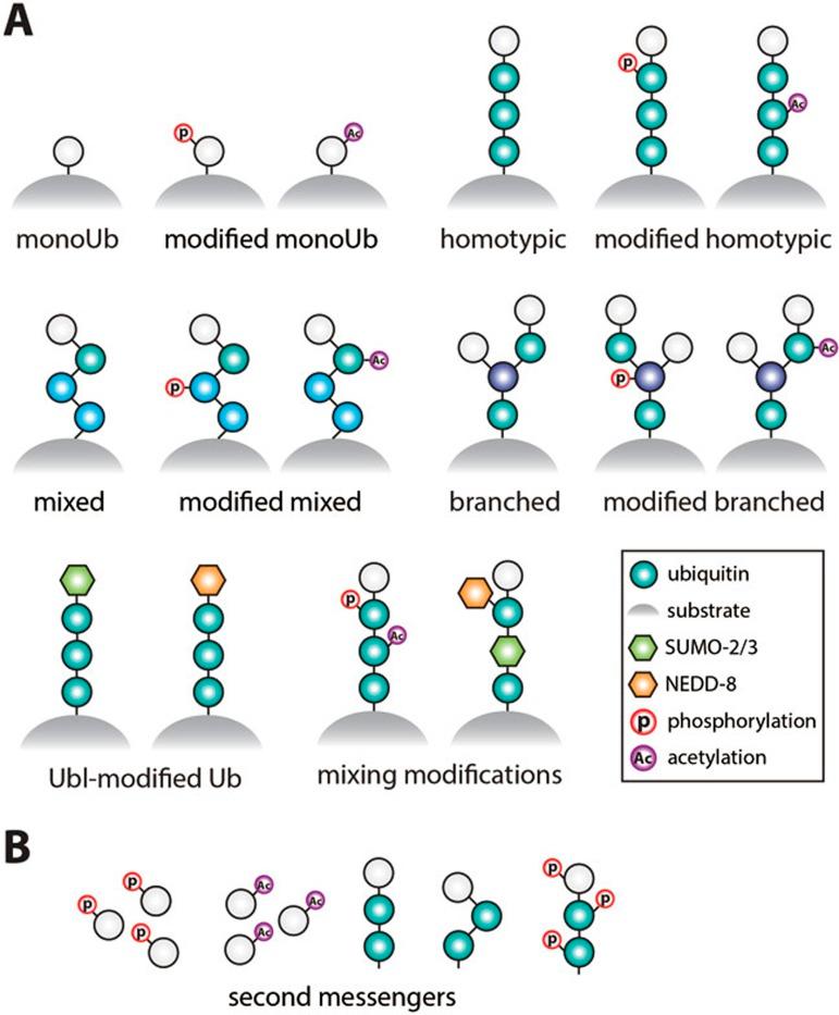 https://cdn.ncbi.nlm.nih.gov/pmc/blobs/2887/4822133/934510dbda95/cr201639f2.jpg