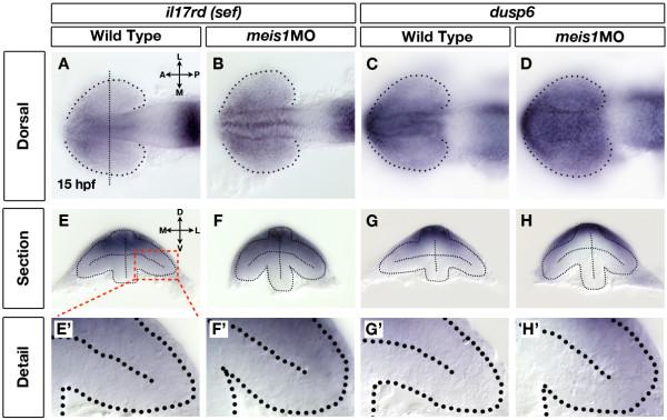 https://cdn.ncbi.nlm.nih.gov/pmc/blobs/288a/2939508/c87698c94d4b/1749-8104-5-22-7.jpg