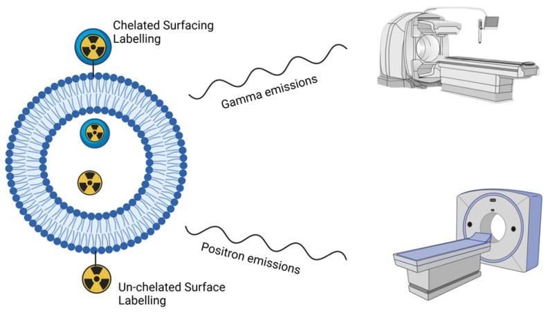 https://cdn.ncbi.nlm.nih.gov/pmc/blobs/288c/11858949/fd62ff5934e6/pharmaceutics-17-00240-g005.jpg