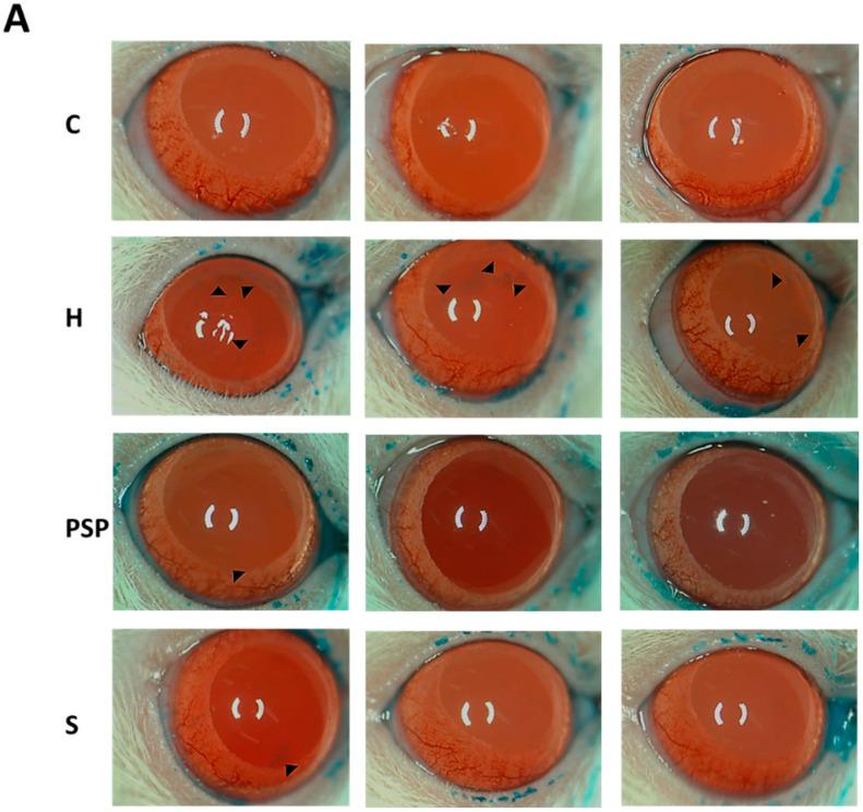 https://cdn.ncbi.nlm.nih.gov/pmc/blobs/2890/10138706/988ce8e4b875/ijms-24-06983-g002a.jpg