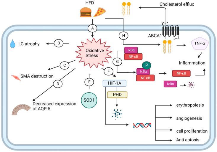 https://cdn.ncbi.nlm.nih.gov/pmc/blobs/2890/10138706/c445c32cc605/ijms-24-06983-g008.jpg