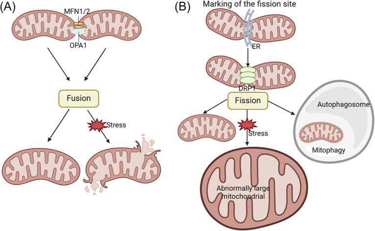 https://cdn.ncbi.nlm.nih.gov/pmc/blobs/2891/11703726/5da508fe9eb0/fimmu-15-1503087-g003.jpg