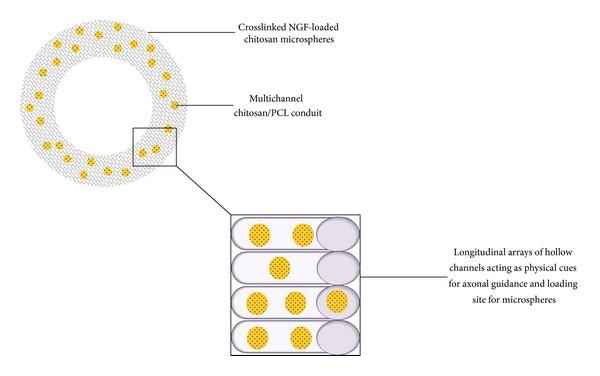 https://cdn.ncbi.nlm.nih.gov/pmc/blobs/2895/4131113/466aa5e9e37a/BMRI2014-132350.007.jpg