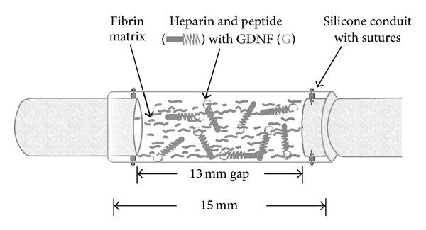 https://cdn.ncbi.nlm.nih.gov/pmc/blobs/2895/4131113/d63fdc773f43/BMRI2014-132350.004.jpg